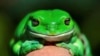 Frog-count App Aims for Deep Dive into Australia's Population