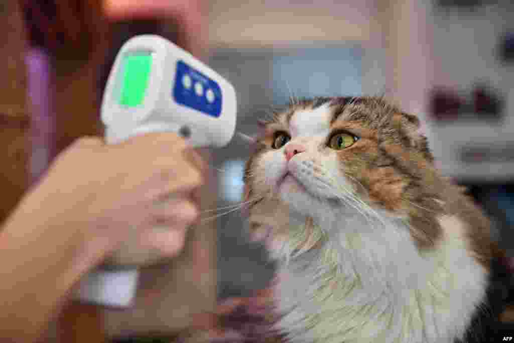 An employee takes the temperature of a cat at the reopened Caturday Cat Cafe, which had been temporarily shuttered due to concerns about the spread of the COVID-19 novel coronavirus, in Bangkok.