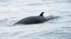 Experiment Halted in Norway After Whale Drowns