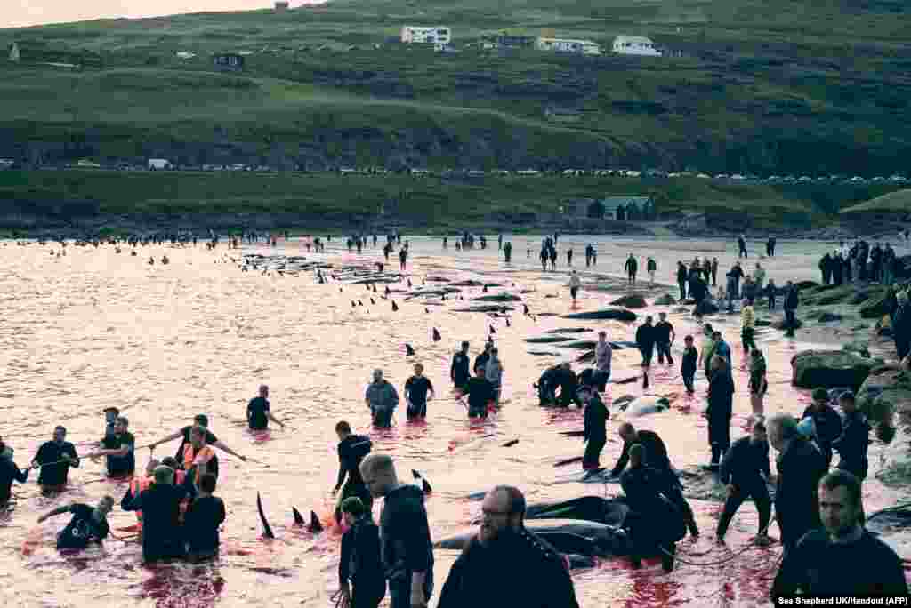 This handout picture released by Environmental NGO Sea Shepherd UK shows people hunting dolphins in Leynar, Denmark, June 14, 2023. People in the Faroe Islands have killed more than 500 dolphins since its controversial hunt resumed in May, local authorities in Denmark's autonomous territory in the north Atlantic said.