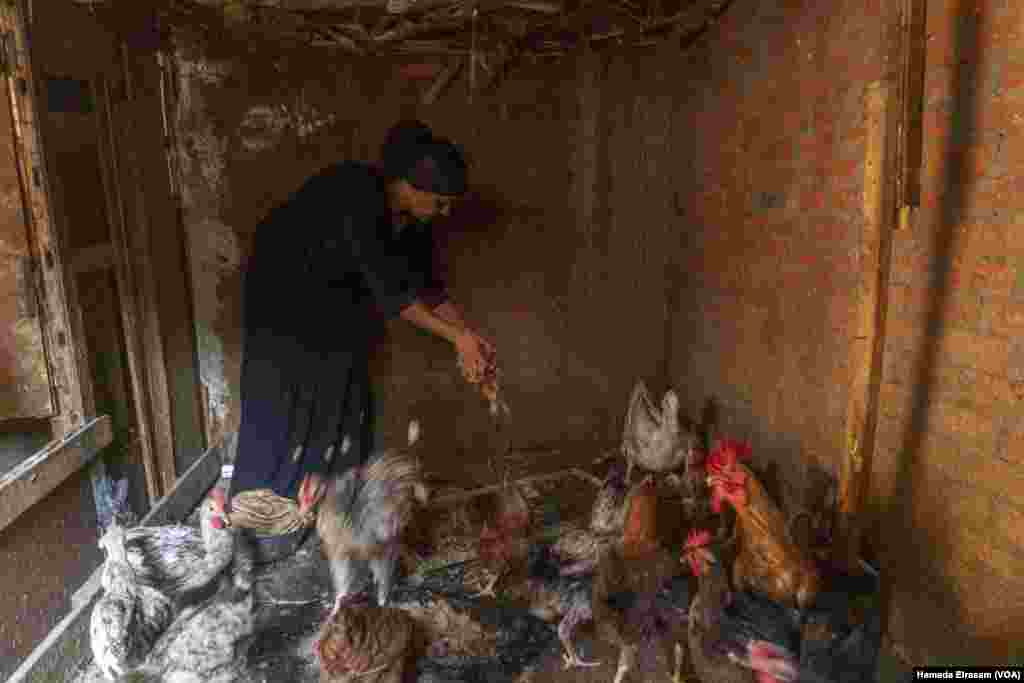 Omu Abanoub, a widowed mother, raises chickens at home so her family can eat eggs, after the cost of the protein source tripled last year. The birds subsist on stale bread that she buys for half the price of animal feed. Cairo, Egypt, June 24, 2024. (Hamada Elrasam/VOA)
