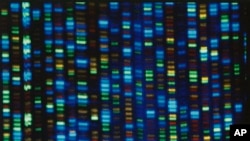 FILE - This undated image made available by the National Human Genome Research Institute shows the output from a DNA sequencer