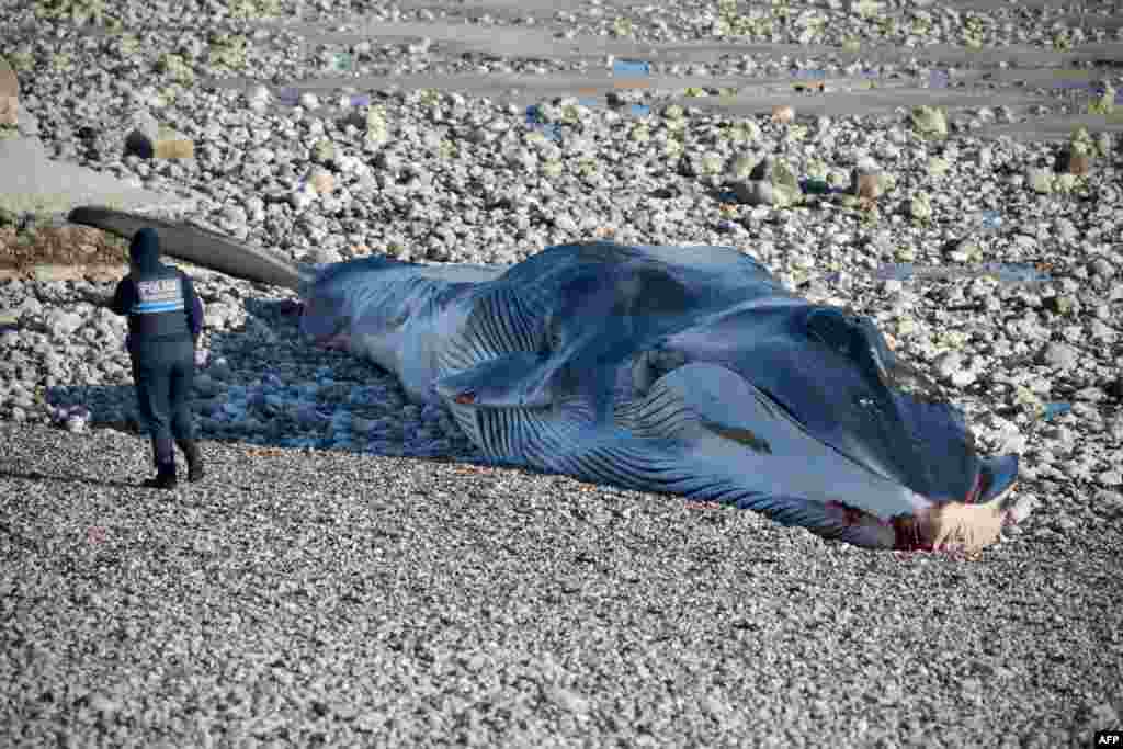 A French municipal police officer walks past a beached rorqual Minke whale washed up on the shores of Saint-Valery en Caux, Normandy region, northern France.