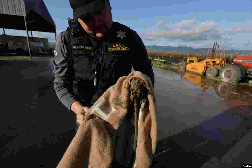 An SPCA (Society for the Prevention of Cruelty to Animals) worker rescues an abandoned dog as floodwaters from the Pajaro River inundate residents after days of heavy rain in Pajaro, California, March 15, 2023.
