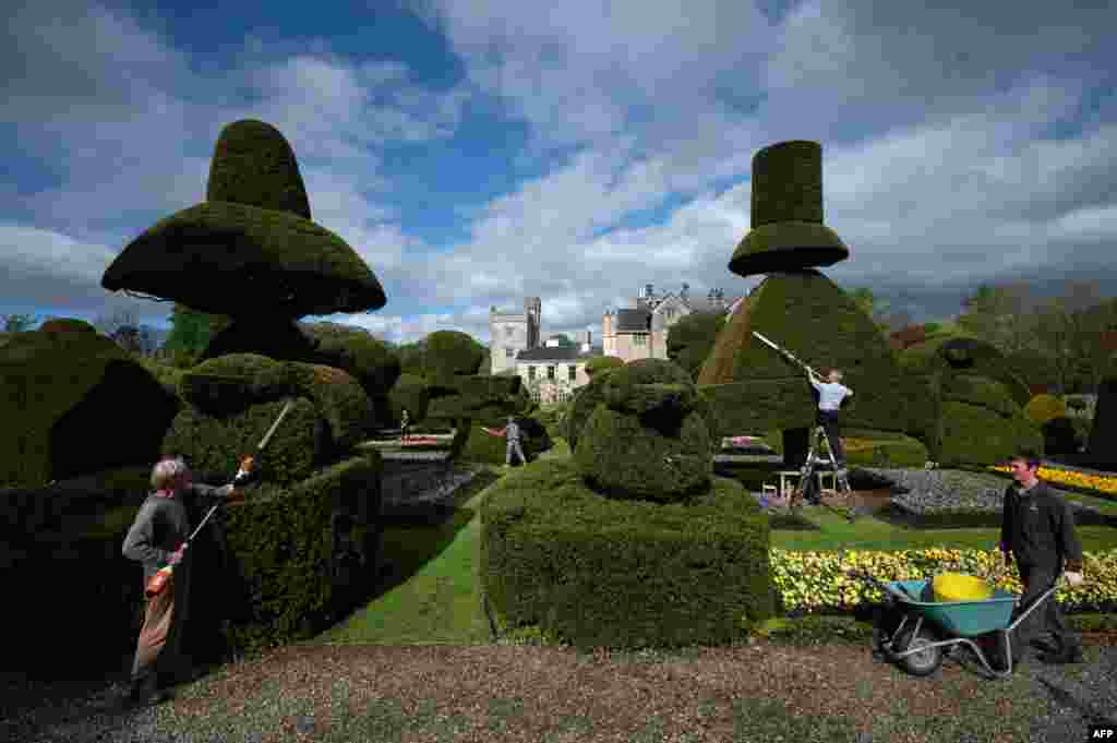 Head Gardener Chris Crowder, 2nd right, and his team of gardeners work to prepare the world's oldest topiary garden in the grounds of Levens Hall, an Elizabethan stately home, near Kendal in north-west England. Levens Hall is hosting their World Topiary Day on May 14, 2023.