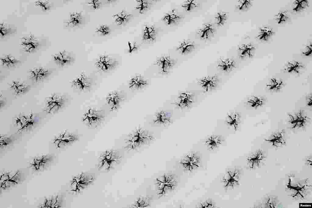 Snow from a recent Nor'easter storm surrounds the trees in the apple orchard at Hollis Hills Farm in Fitchburg, Massachusetts, March 15, 2023.
