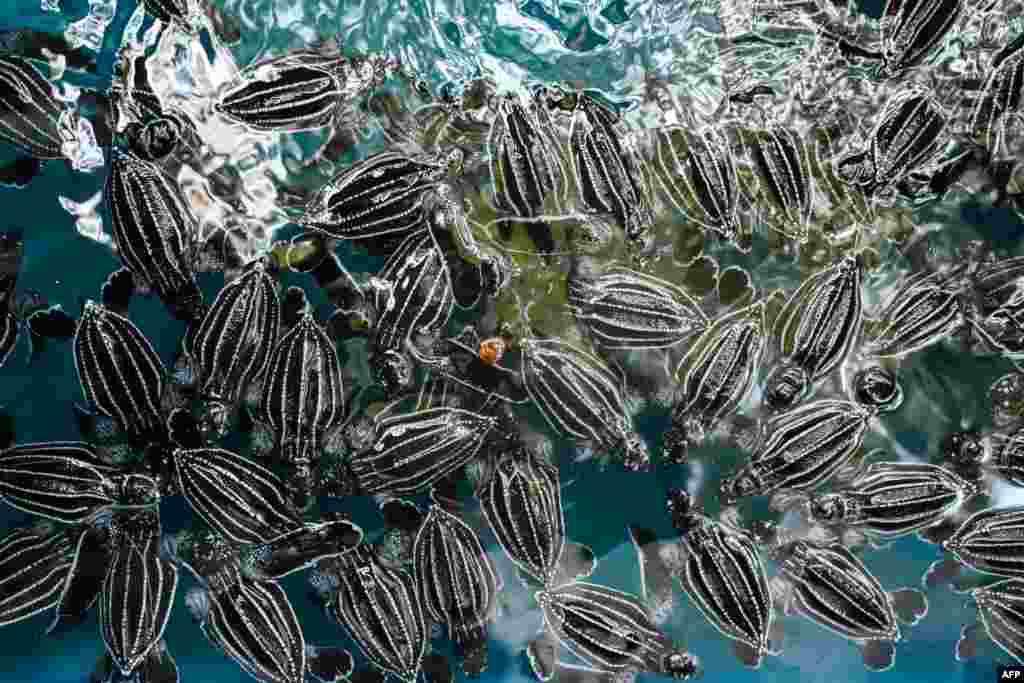 Small leatherback sea turtles are pictured inside a container before they are released into the sea during the sunset at Lhoknga beach in Aceh province, Indonesia, Feb. 25, 2023.