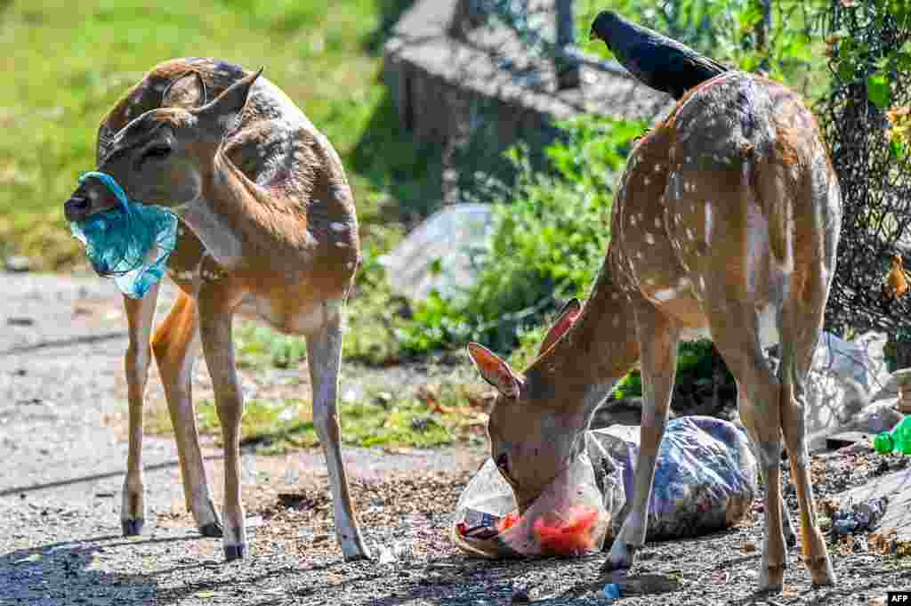 Wild deer rummage through garbage dumped at an open ground in Sri Lanka's district of Trincomalee.