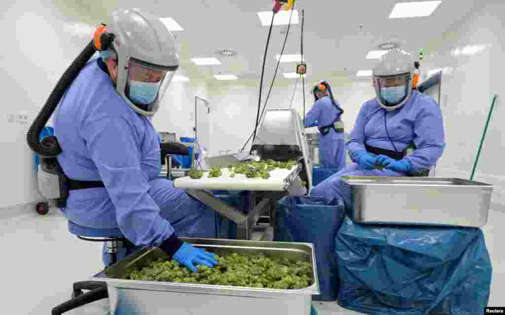 Employees process cannabis flowers at Demecan, the first German company to supply medicinal cannabis to the German Cannabis Agency in Ebersbach.