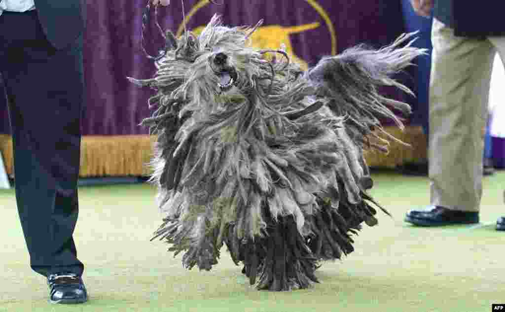 A Bergamasco Sheepdog is seen in the judging area during the 148th Annual Westminster Kennel Club Dog Show at the Arthur Ashe Stadium in New York City.