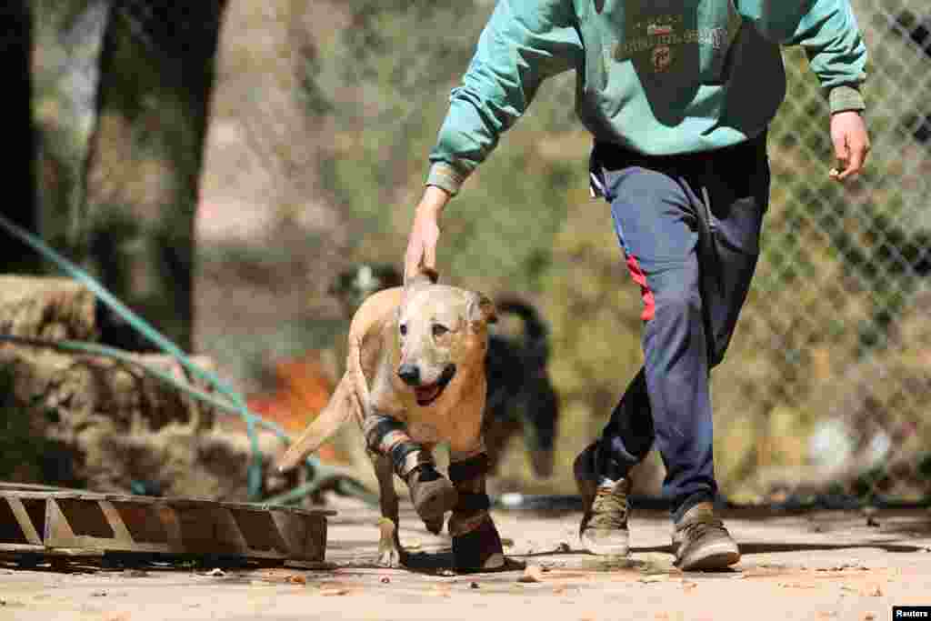 A rescued dog named Pay de Limon (Lemon Pie) wearing his two front prosthetic legs, runs at Milagros Caninos, in Xochimilco, Mexico, Feb. 21, 2023. According to media reports, the dog's front paws were cut off by gang members. He is running for the America's Favorite Pet title.
