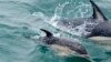 UN Members Adopt First-Ever Treaty to Protect Marine Life in High Seas