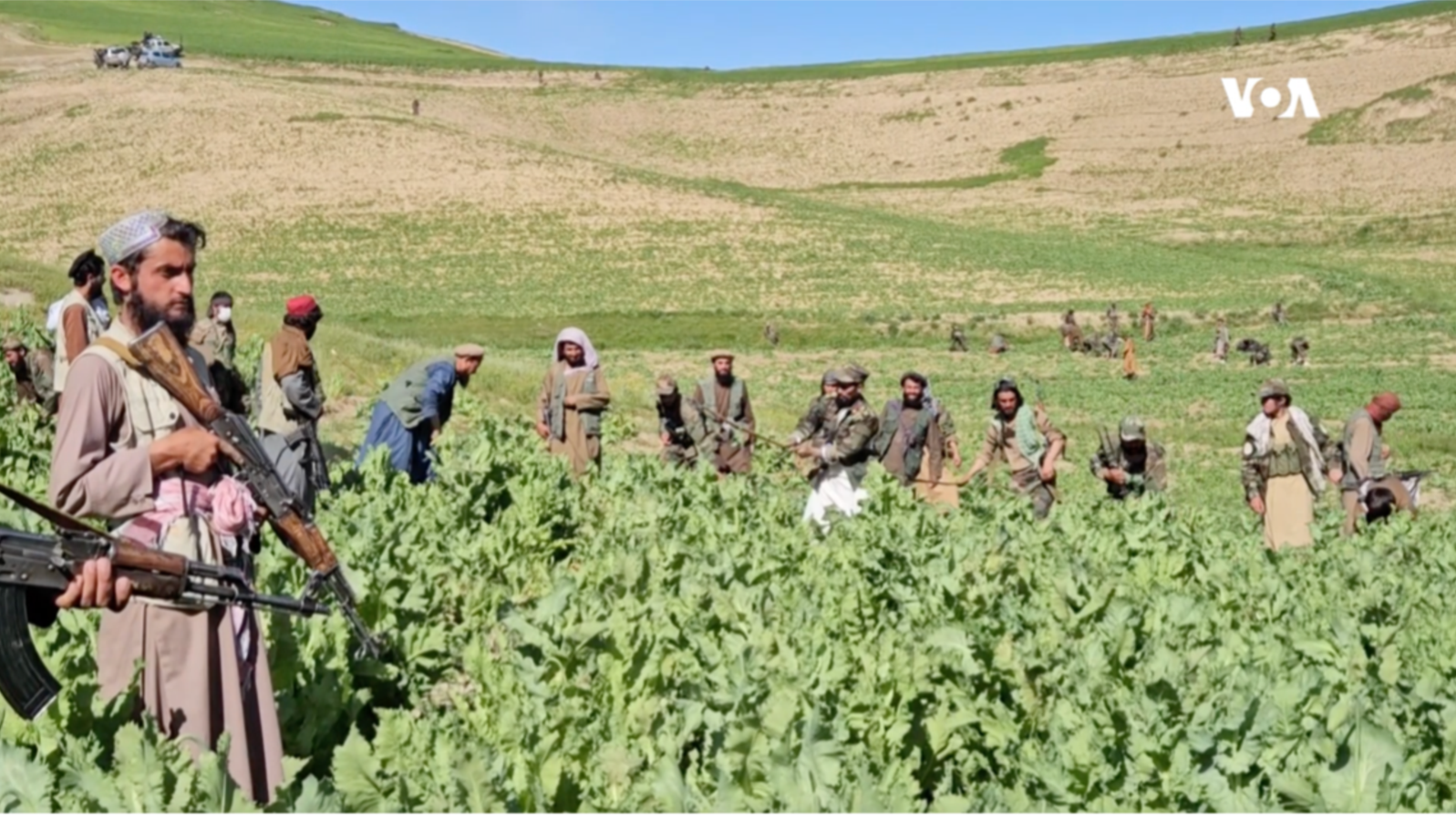 Taliban forces work to destroy a poppy field in Badakhshan province, Afghanistan, in May 2024.