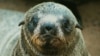 Namibian Government Approves Culling 86,000 Seals 