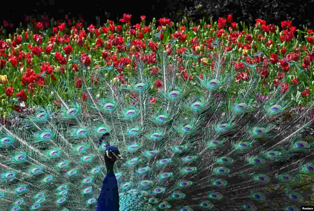 One of two peacocks that remain from a population of 18 in Holland Park displays its plumage in London.