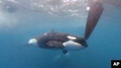 FILE - Image from video by The Ocean Race, an orca moves along a rudder of the Team JAJO entry in The Ocean Race, June 22, 2023, as the boat approached the Strait of Gibraltar.