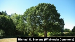 Oak trees in Hillsboro, Oregon.