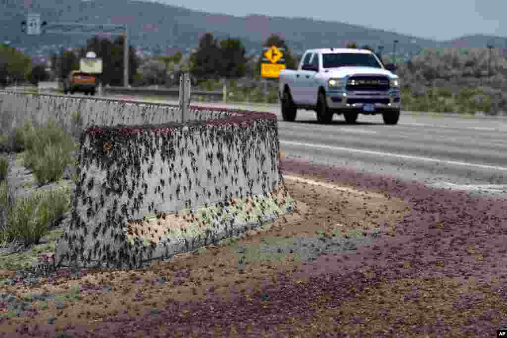 Mormon crickets make their way over a Jersey barrier during the migration of Mormon crickets in Spring Creek, Nevada. Outbreaks of Mormon crickets, which are native to the Great Basin and Intermountain West, have been recorded across the west, from Nevada and Montana to Idaho, Utah and Oregon. 