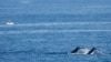 Thousands of Whales Begin Their Epic Journey Up Australia’s Humpback Highway