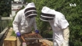 Pollinators