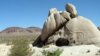 Sq---w Tank, a rock depression in California's Joshua Tree National Park is on the list of hundreds of derogatory place names to be renamed. 