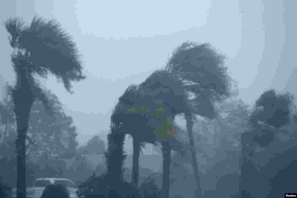 Những cây cọ oằn mình trong bão. Ảnh chụp tại tp Panama, Florida,10/10/2018. 