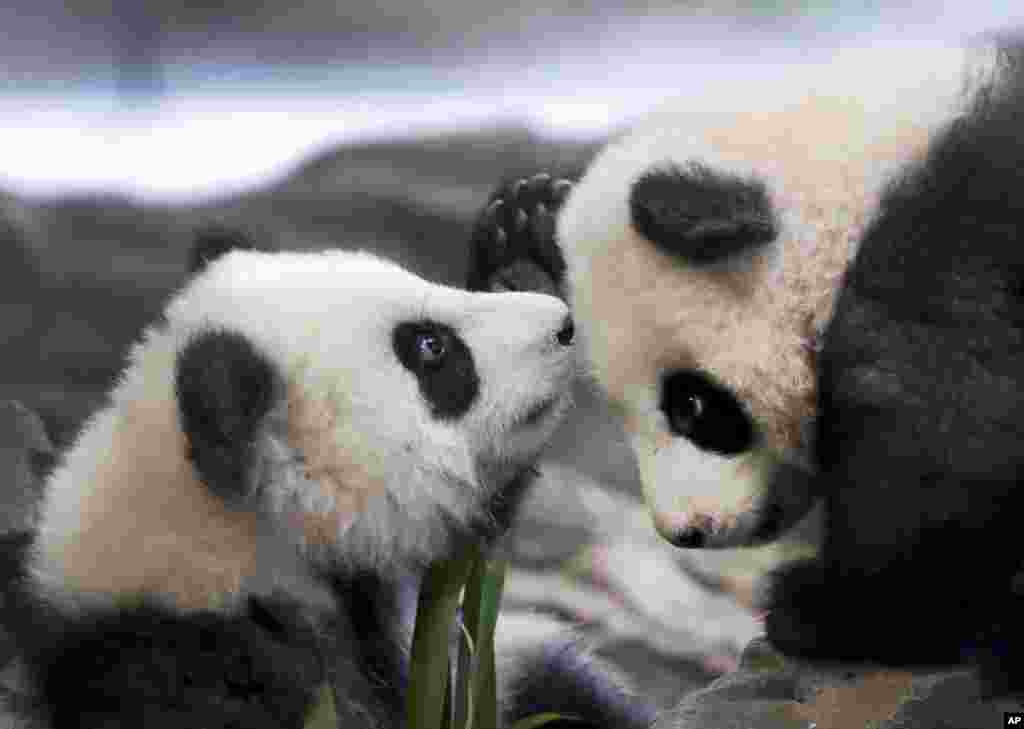 In this picture taken trough a window the young panda twins 'Meng Yuan' and 'Meng Xiang' explore their enclosure at the Berlin Zoo in Berlin, Germany.