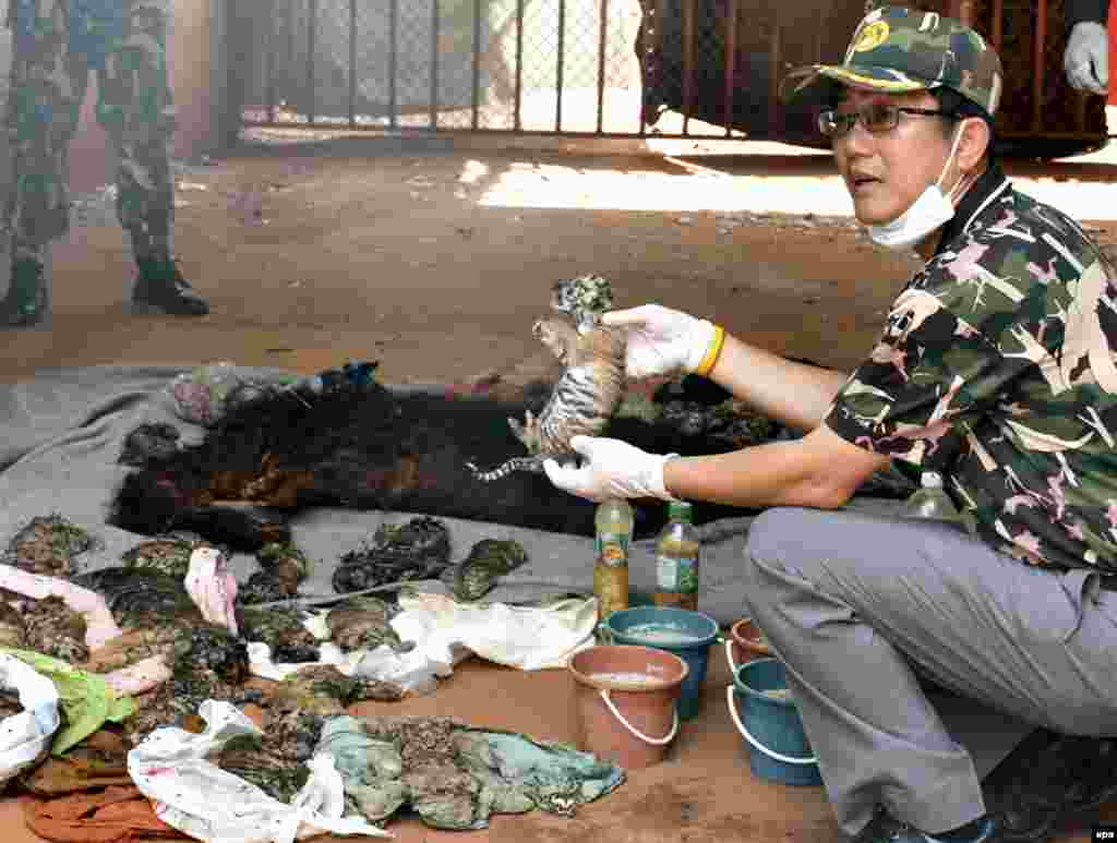 Seorang petugas perlindungan satwa langka Thailand menunjukkan bayi-bayi harimau yang tewas pada razzia di Kuil Harimau di provinsi Kanchanaburi, Thailand.
