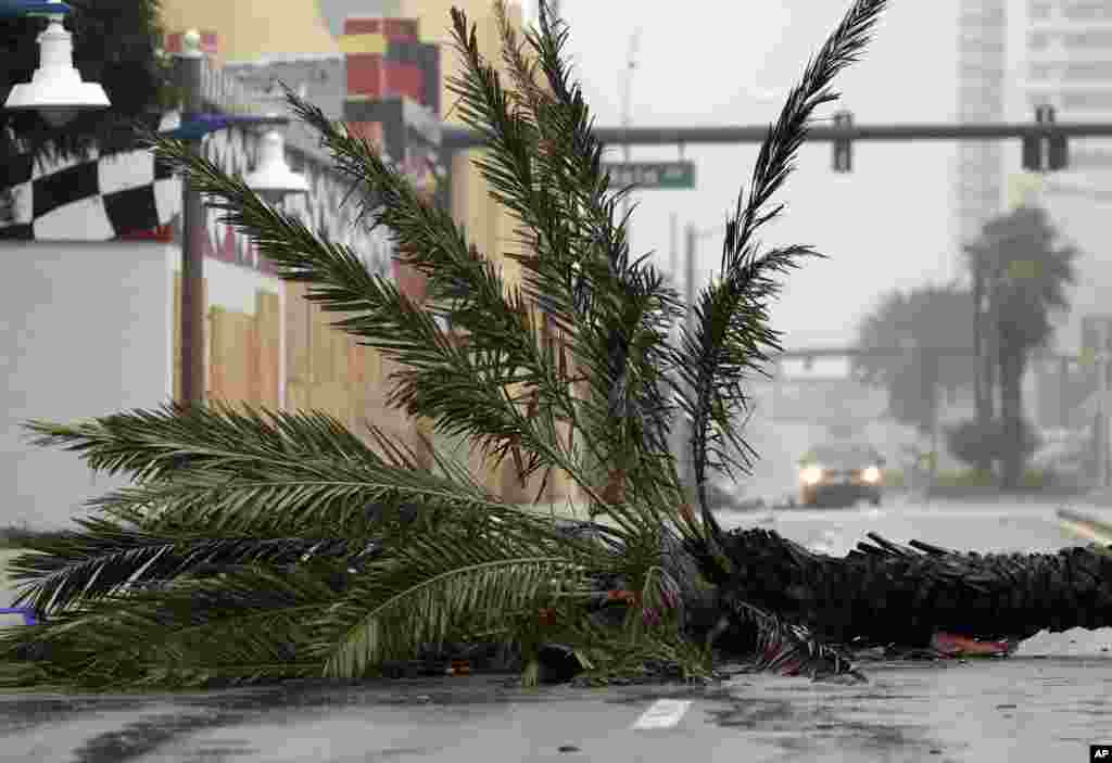 A vehicle approaches a palm tree that snapped during Hurricane Matthew in Daytona Beach, Florida. Matthew was downgraded to a Category 3 hurricane overnight, and its storm center, or eye, hung just offshore Friday morning as it moved up the coastline.