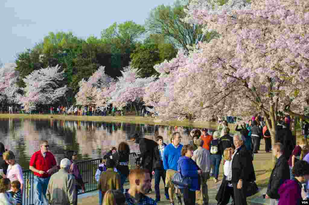 Crowds of people enjoy the famed cherry blossoms, a gift from Japan 102 years ago, Tidal Basin, Washington, DC, April 13, 2014. (Elizabeth Pfotzer/VOA)