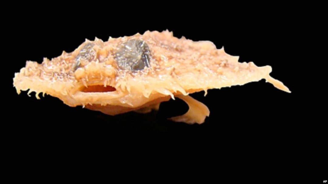 The Louisiana Pancake fish, which resembles a walking bat, was discovered in the Gulf of Mexico.