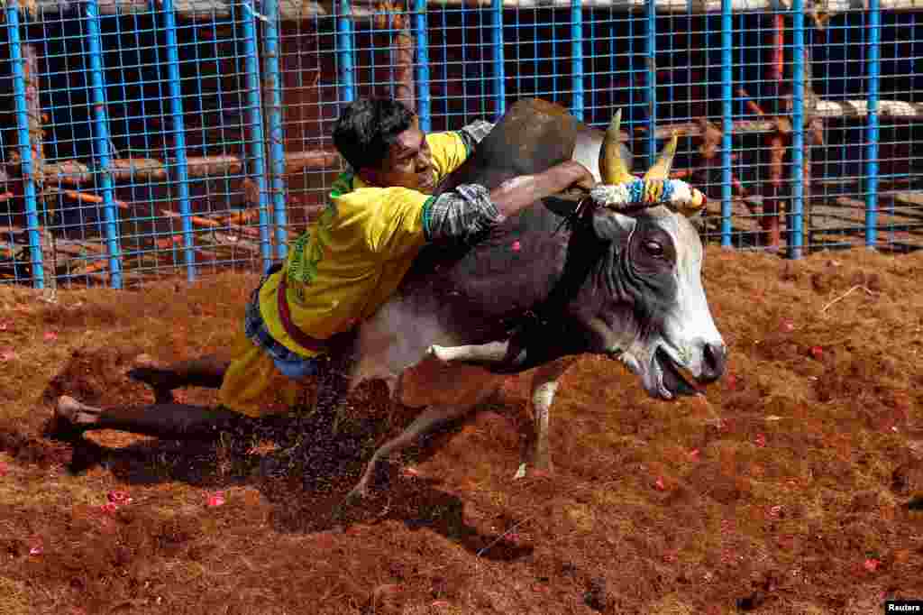 A villager tries to control a bull during a bull-taming festival, which is part of south India's harvest festival of Pongal, on the outskirts of Madurai town, in the southern Indian state of Tamil Nadu, India.