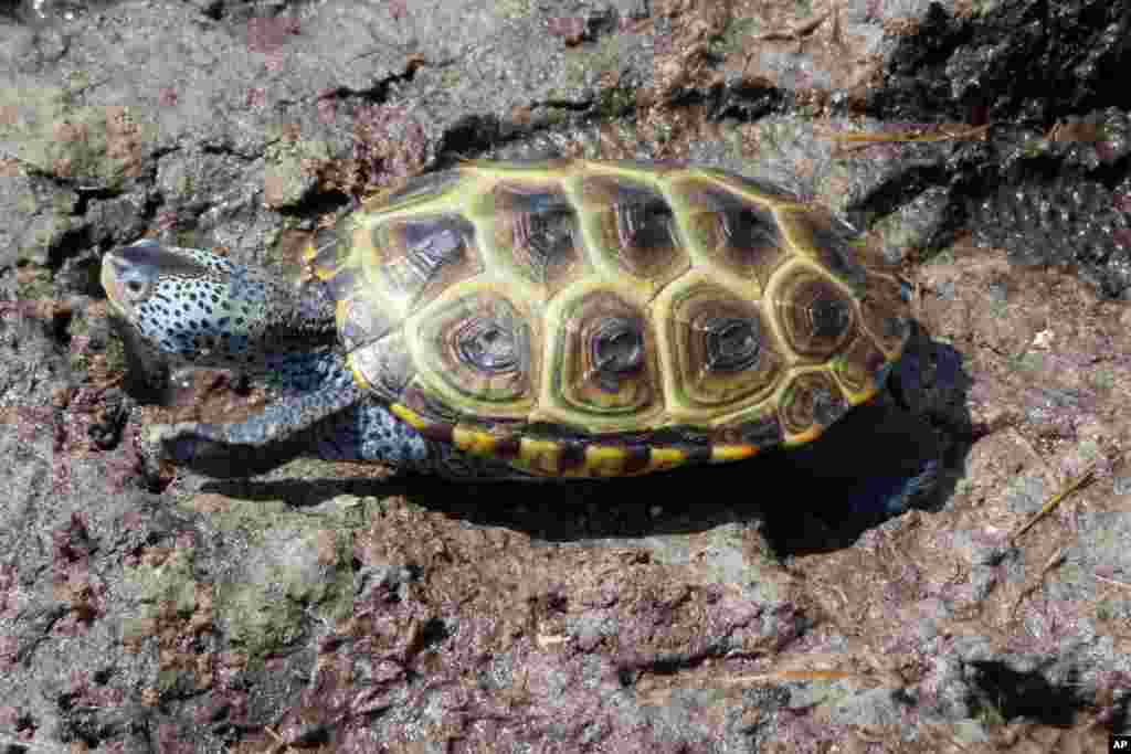 A turtle crawls through the mud after being released by a kindergarten student at the Wetlands Institute in Stone Harbor, New Jersey.