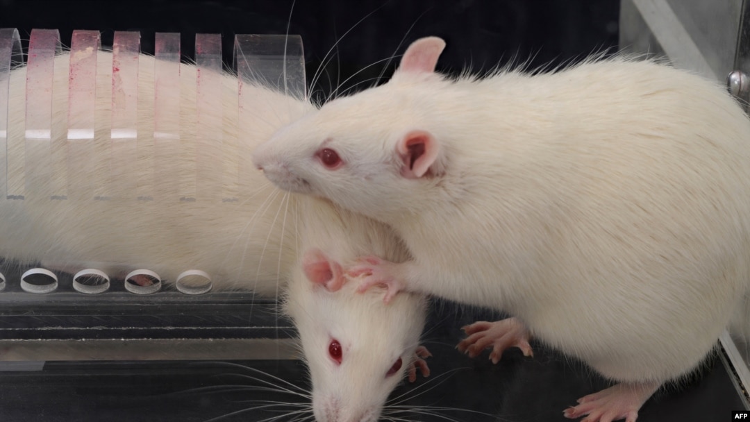 This undated handout photo obtained July 8, 2020, courtesy of the University of Chicago, shows a rat trapped in a restrainer, as a free rat opens the restrainer door to liberate the trapped rat.