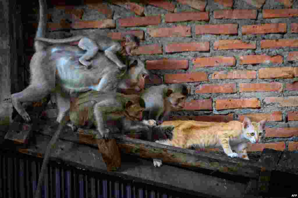 Longtail macaques pull the tail of a cat in an abandoned building in the town of Lopburi, some 155km north of Bangkok, Thailand. Lopburi's monkey population, which is the town's main tourist attraction, doubled to 6,000 in the last three years, forcing authorities to start a sterilization campaign.
