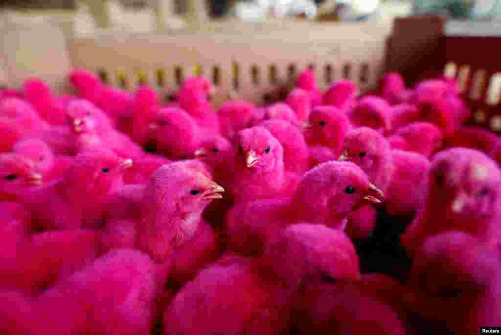 Anak-anak ayam yang bulunya dilmuri warna merah siap dijual di sebuah pasar di Jakarta.