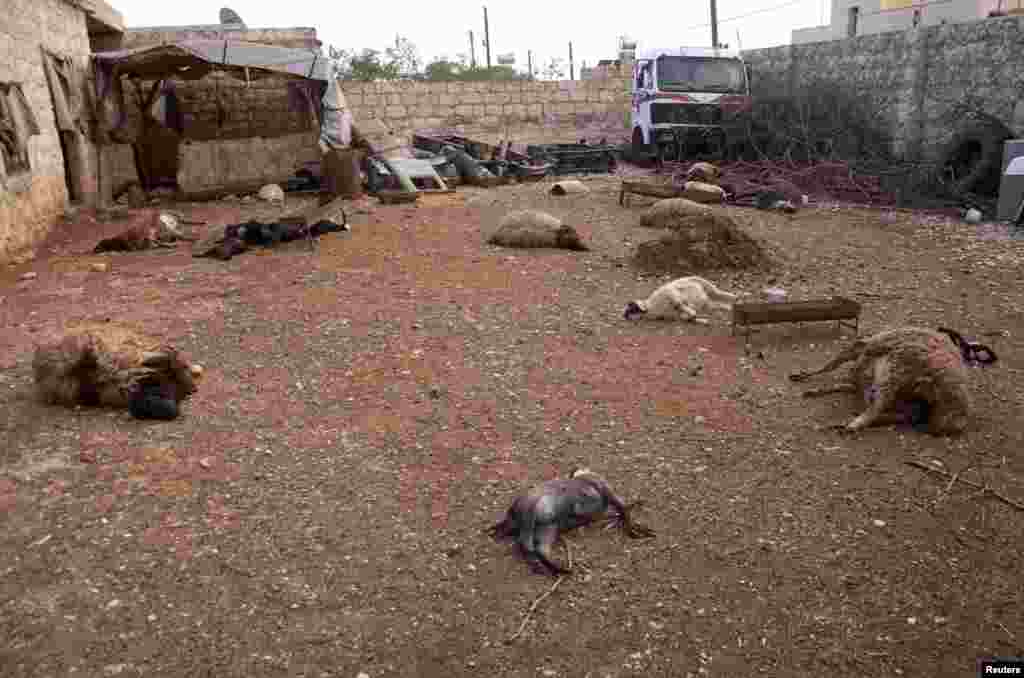 Animal carcasses lie on the ground, killed by what residents said was a chemical weapon attack days earlier,Khan al-Assal Syria, March 23, 2013.