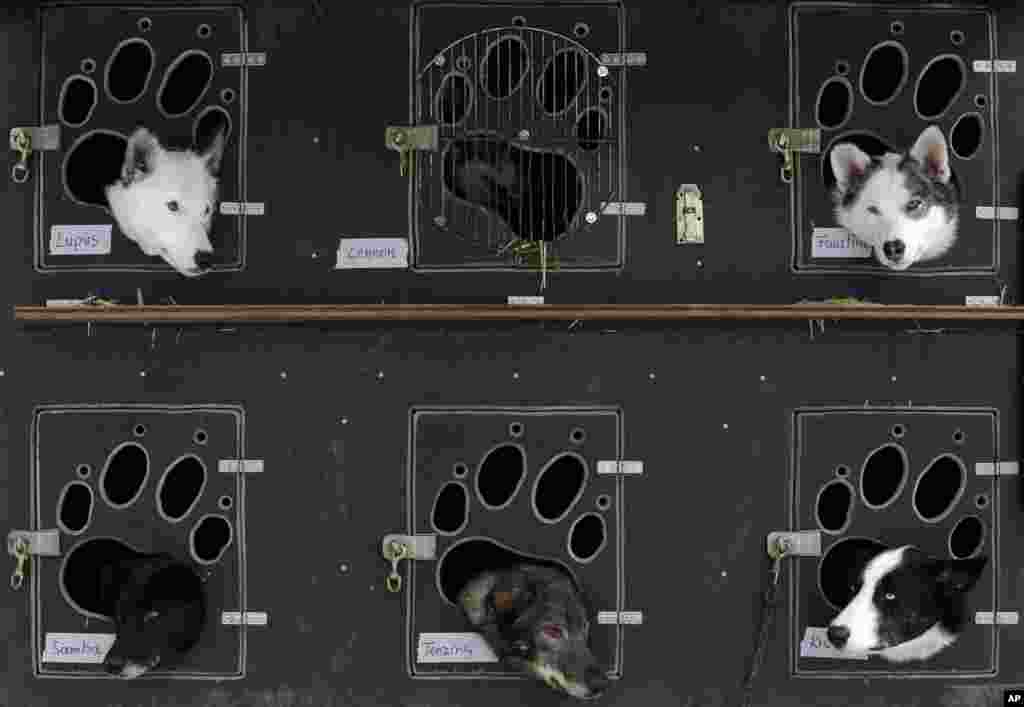 Dogs look out of their transportation box prior the start of the traditional Sedivackuv Long dog sled race near the village of Destne v Orlickych Horach, Czech Republic.