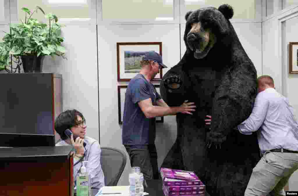 Jon Greene, defense advisor to Senator Jeanne Shaheen (D-NH), carries Kodak, the bear, to decorate the Senator's office on Capitol Hill in Washington, to raise awareness about New Hampshire, June 7, 2022.