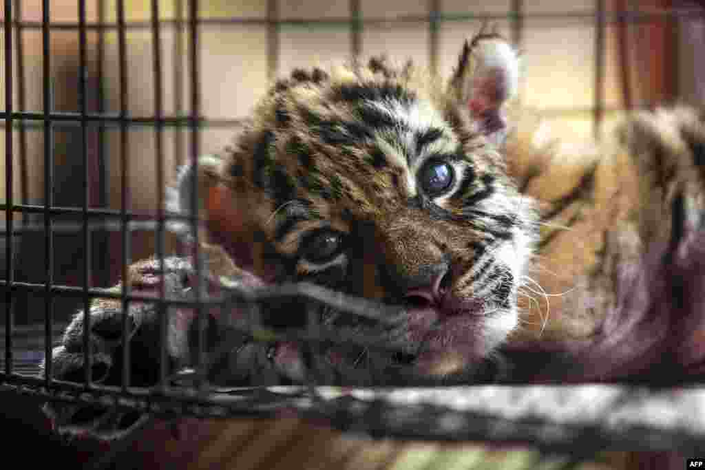 A newborn bengal tiger cub called "Covid" is pictured at the Wildlife Rescue and Rehabilitation Center "Africa Bio Zoo" in Cordoba, State of Veracruz, Mexico, April 5, 2020.