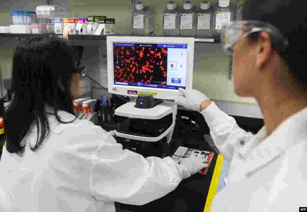 Dr. Sonia Macieiewski (R) and Dr. Nita Patel, Director of Antibody discovery and Vaccine development, look at a sample of a respiratory virus at Novavax labs in Rockville, Maryland, one of the labs developing a vaccine for the coronavirus.