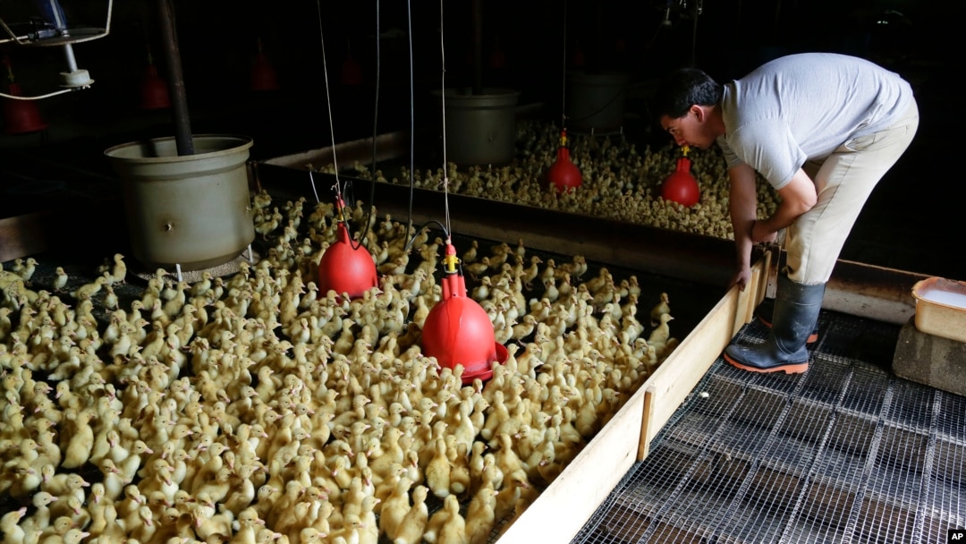 ARHIVA: Farma pataka Kresent dak u Akvabogu u državi Njujork, 29. oktobra 2014. (Foto: AP/Julie Jacobson) 
