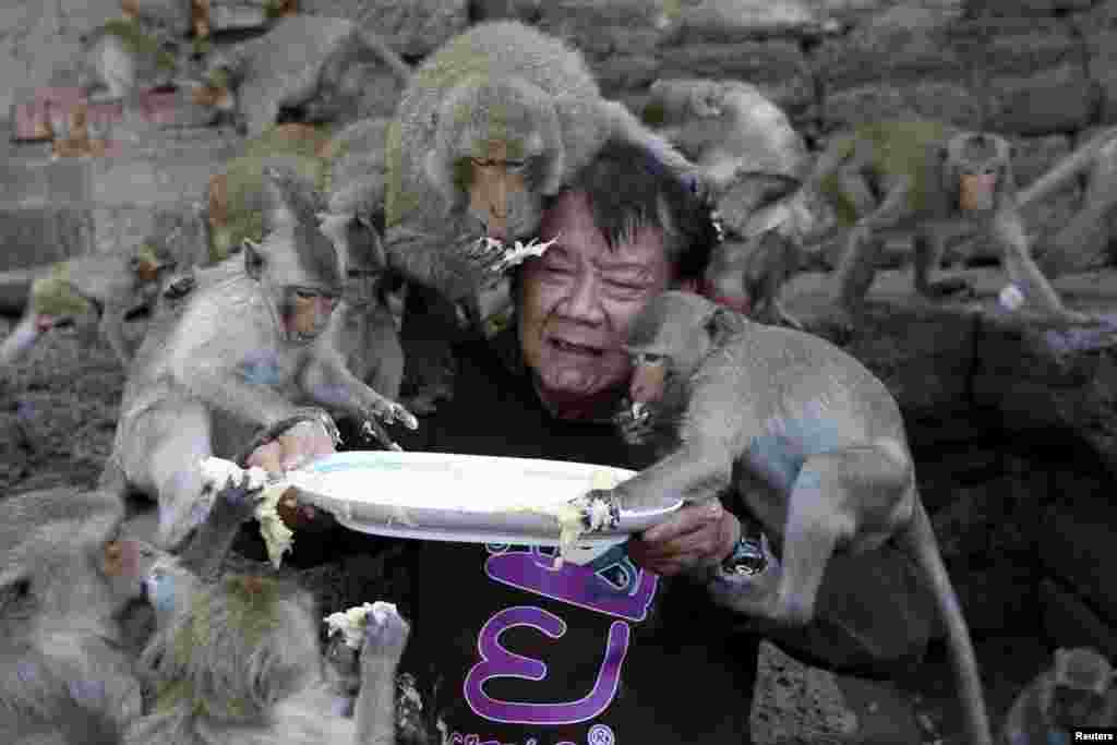 Long-tailed macaques eat fruits from a plate held by festival organizer Yongyuth Kitwattananusorn during the annual Monkey Buffet Festival at the Pra Prang Sam Yot temple in Lopburi, north of Bangkok, Thailand, Nov. 29, 2015.