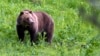 Native Americans Sue, Cite Religious Objection to Grizzly Bear Decision