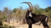 Palanca negra gigante no Parque Nacional da Cangandala em Angola