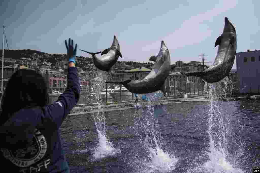 Dolphins perform during practice at the Aquarium of Genoa, Liguria, which is set to reopen May 28 after over two months of COVID-related lockdown.