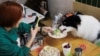 China sees boom in feasts for pets on Lunar New Year's Eve