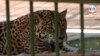 "No nos abandonen”: zoológico nacional de Nicaragua impactado por escasos fondos en plena pandemia