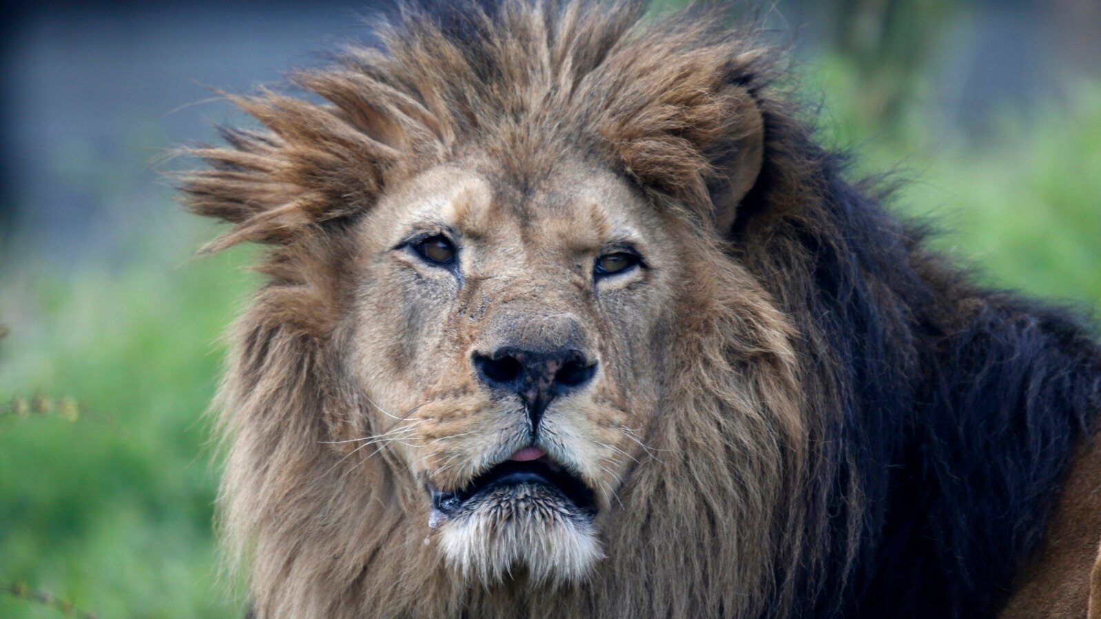 An African lion at the Paris Zoological Park, Bois de Vincennes, east of Paris, April 8, 2014.