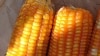 Experts Aim to Save Lives with Fortified Crops